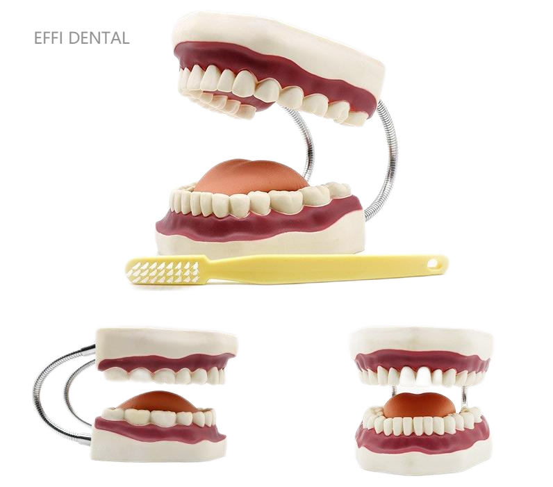  Dental Models 